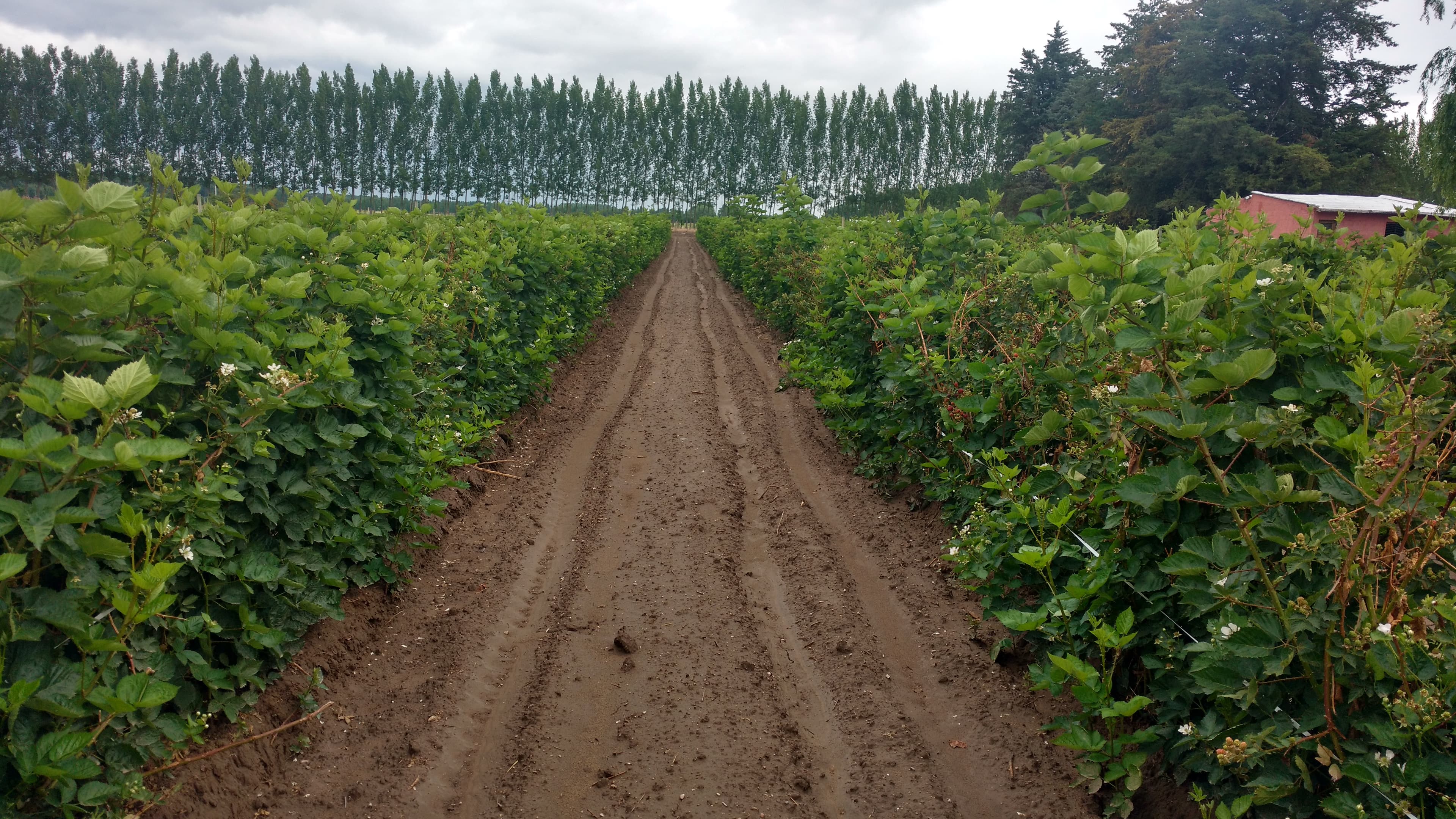 VIANSA blackberries.