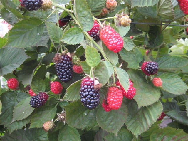 Blackberry production.