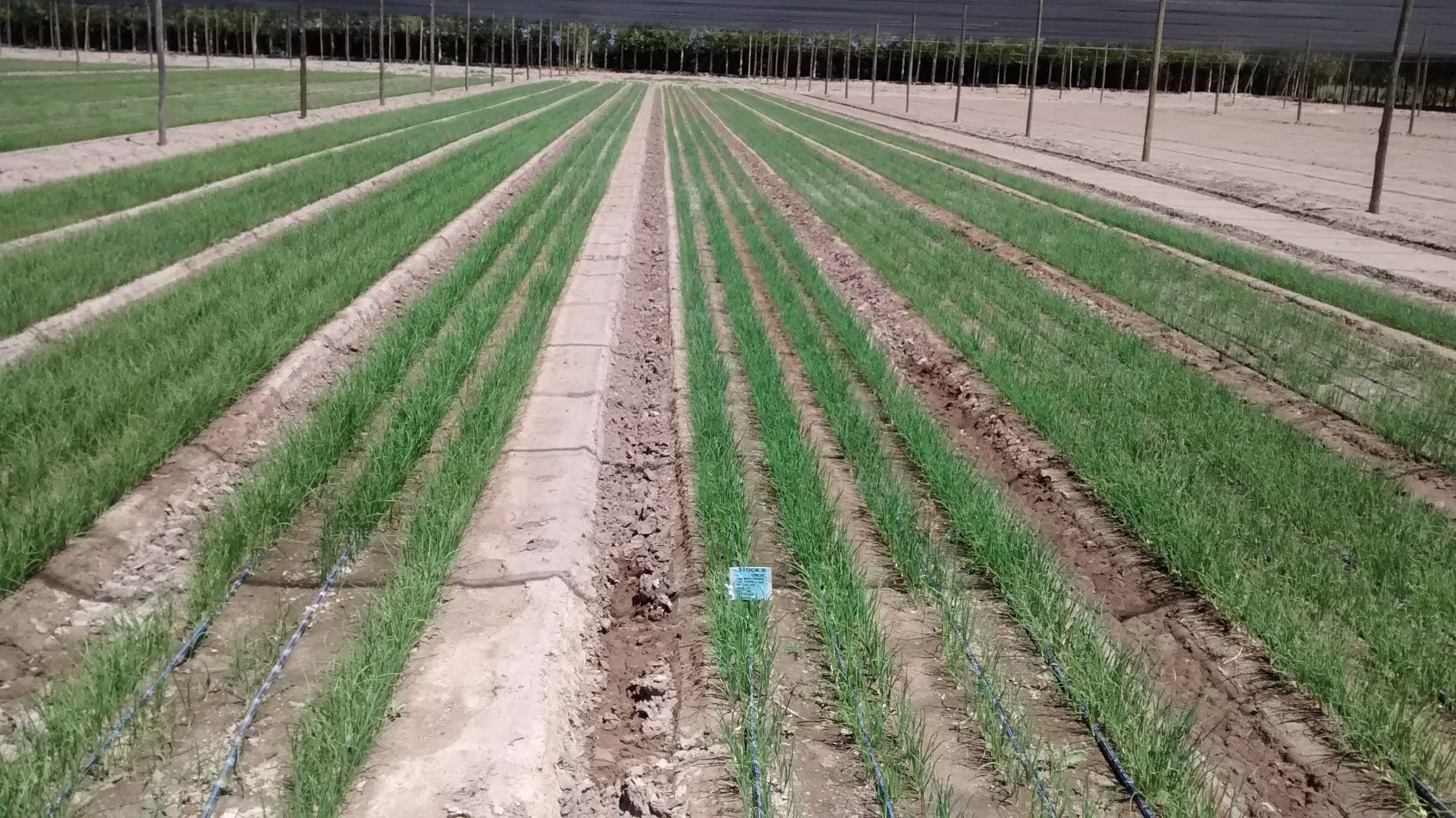 VIANSA agricultural production.