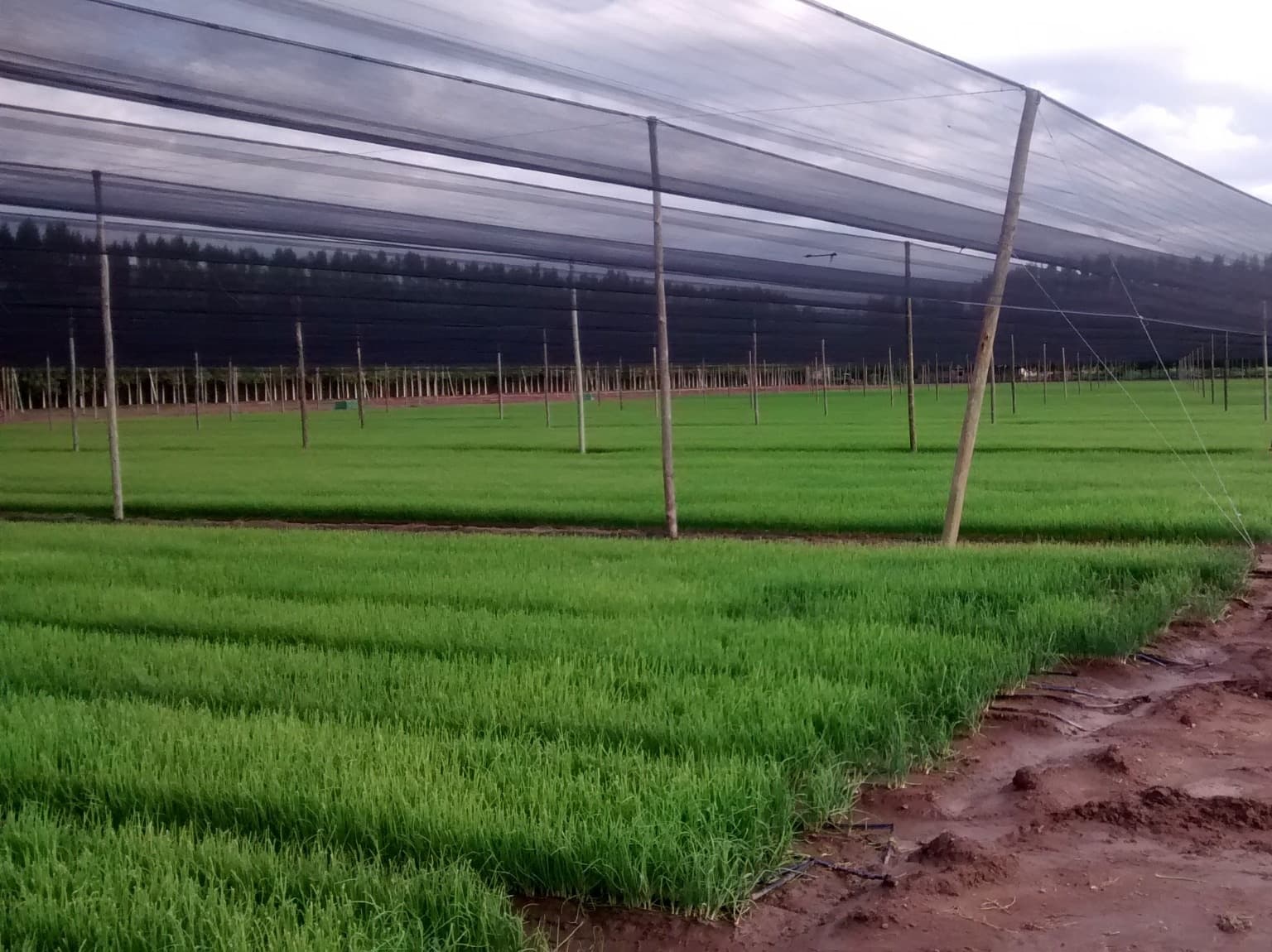 VIANSA agricultural services.