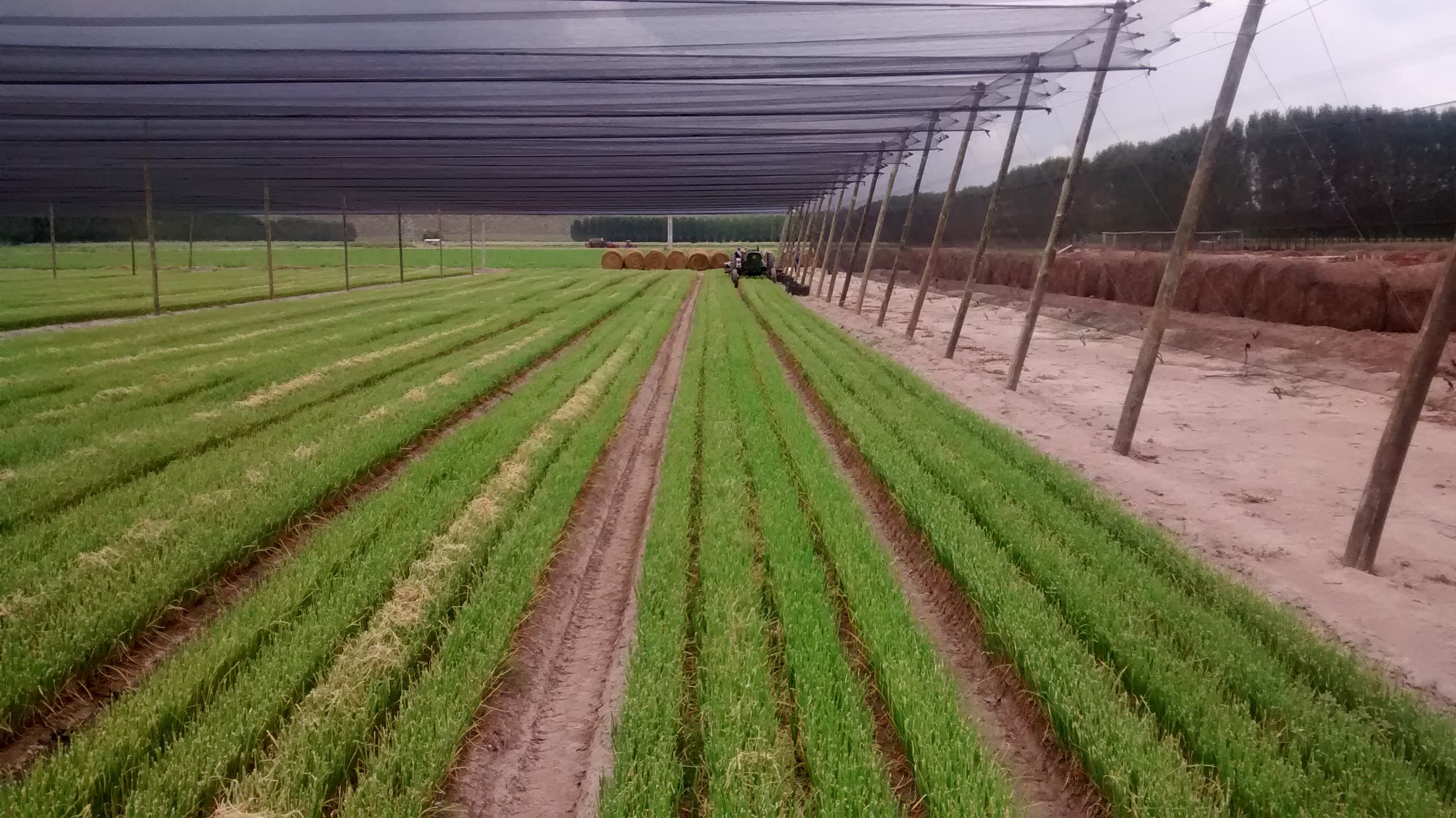 VIANSA agricultural services.