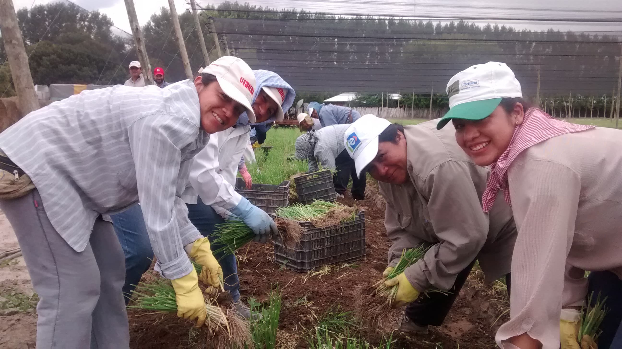 VIANSA agricultural services.