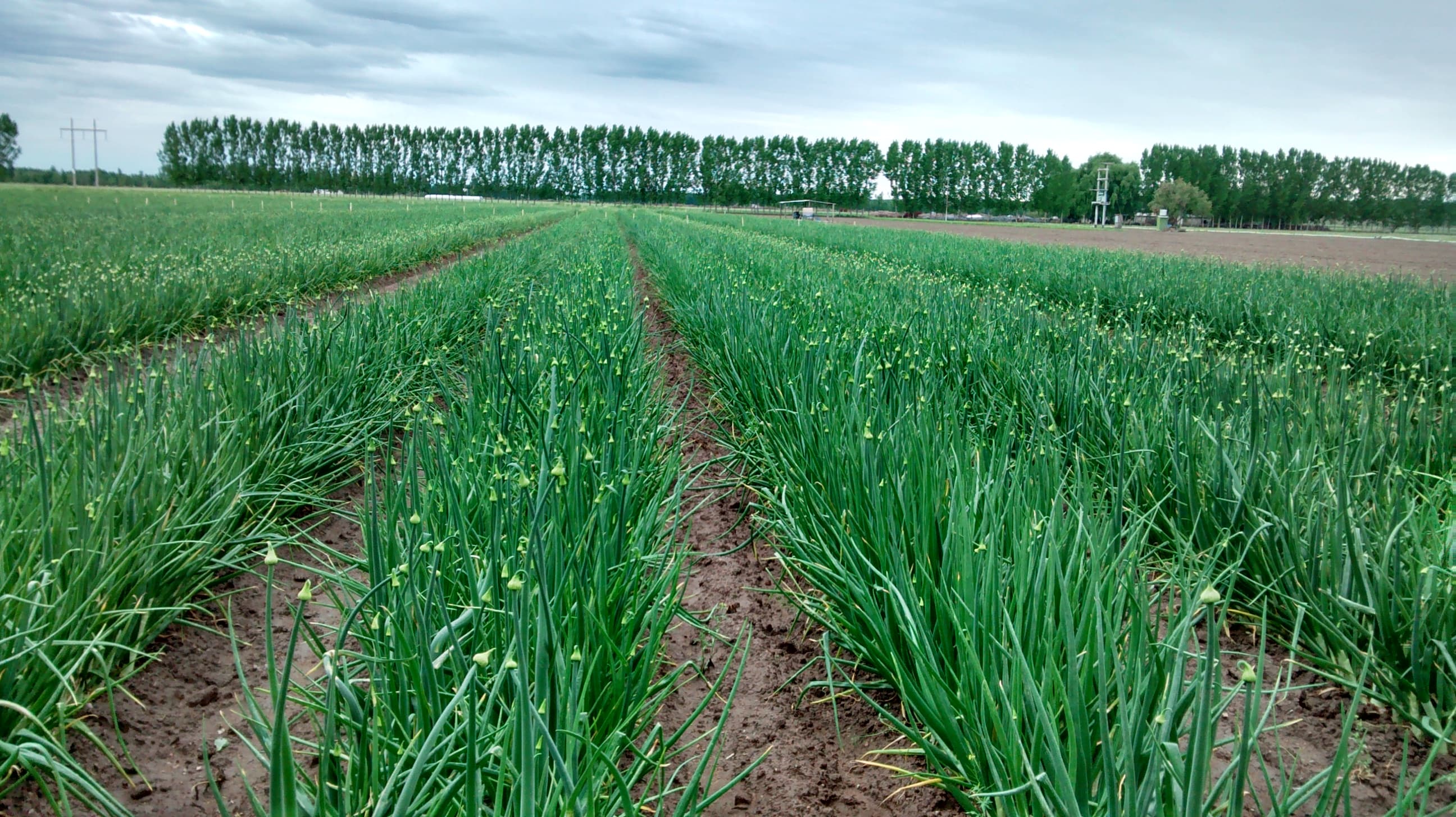 VIANSA agricultural cultivation.