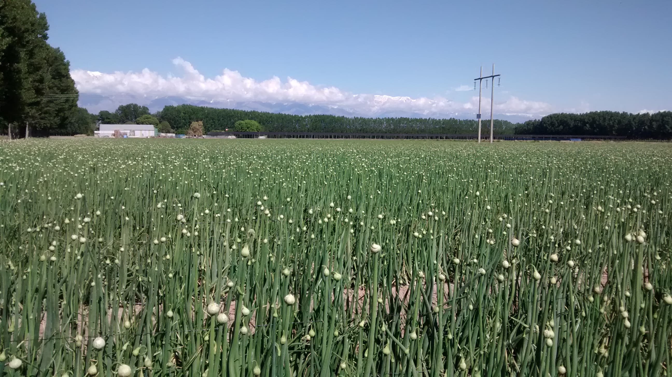 VIANSA agricultural cultivation.